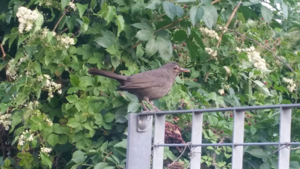 Merlo (Turdus merula), femmina